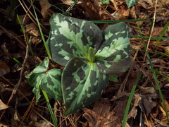 Trillium maculatum
