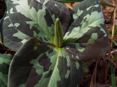 Trillium maculatum