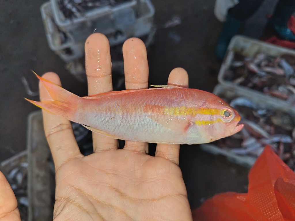 Niwa's perchlet (Tosana niwae) — Serranidae