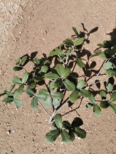 Image of Quercus sideroxyla by (c) M. Socorro González Elizondo, some rights reserved (CC BY-SA)