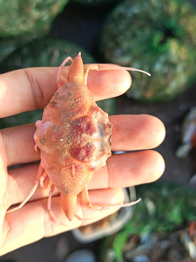 Ixa edwardsii