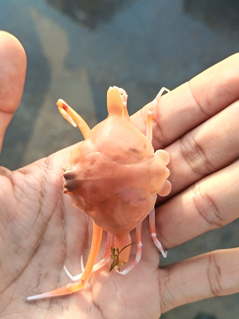 Ixoides cornutus