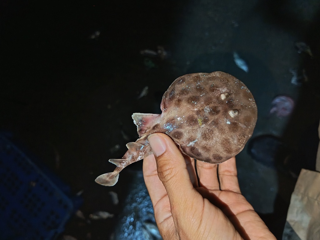Narcine lingula