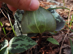 Trillium maculatum