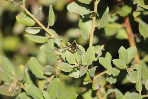 Unknown species found near Los Osos, Baywood-Los Osos, CA 93402, USA