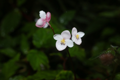 Begonia decandra