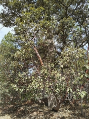 Arbutus bicolor