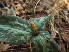 Trillium maculatum