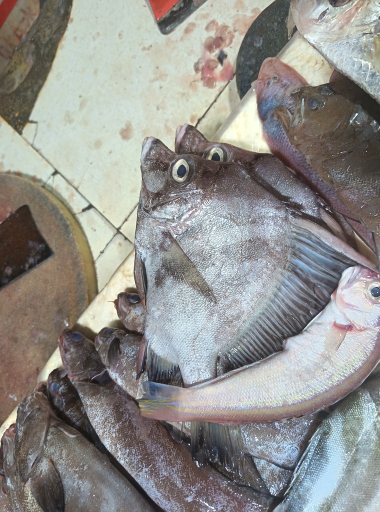 Boarfish (Histiopterus typus) — Pentacerotidae