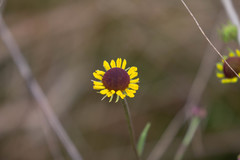 Helenium brevifolium