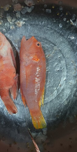 Plectranthias observed 2026-03-20