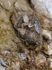 Pelophylax bedriagae