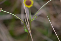 Helenium brevifolium