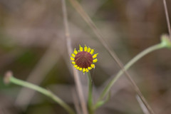 Helenium brevifolium
