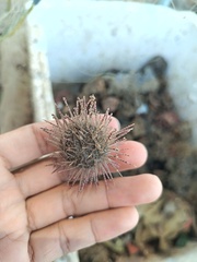 サンショウウニ