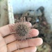 サンショウウニ