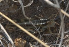 Melanoplus packardii