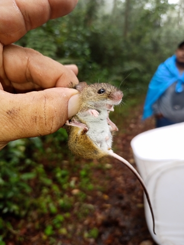 Fulvous Pygmy Rice Rat (Oligoryzomys fulvescens)