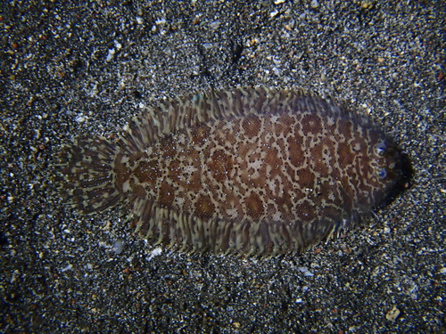 Liachirus melanospilos