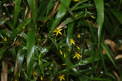 Lisianthius laxiflorus