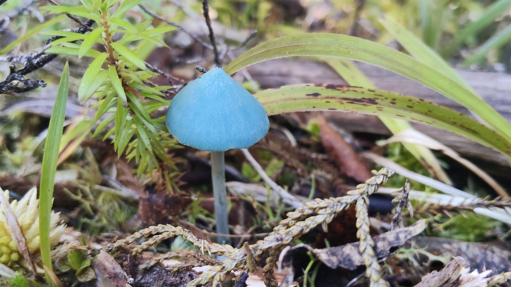 Entoloma hochstetteri · March 2026 · photo: © john_barkla (iNaturalist, cc0)