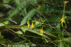 Lisianthius laxiflorus