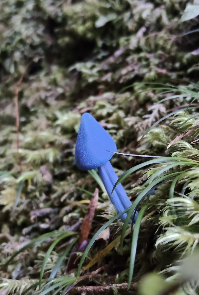 Entoloma hochstetteri · March 2026 · photo: © john_barkla (iNaturalist, cc0)