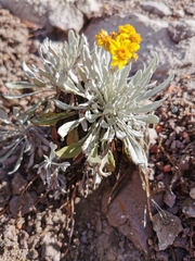 Packera candidissima