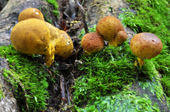 Scleroderma sinnamariense