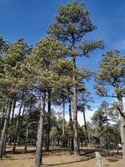 Pinus cooperi