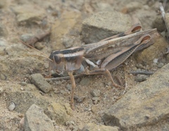 Melanoplus packardii
