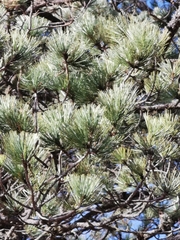 Pinus cooperi