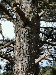 Pinus cooperi