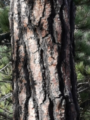 Pinus cooperi
