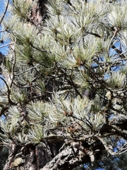 Pinus cooperi