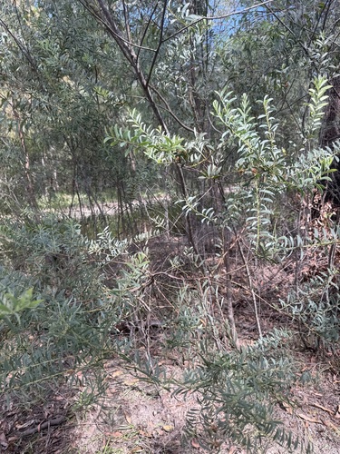 Acacia lunata, 2026-03-24