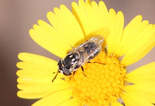 Unknown species found near Rancho Oakey, Las Vegas, NV, USA