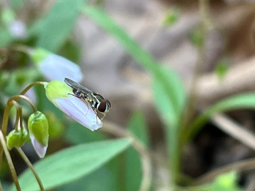 Unknown species found near Cades Cove Loop Rd, Townsend, TN, US