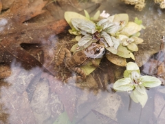 Pelophylax bedriagae