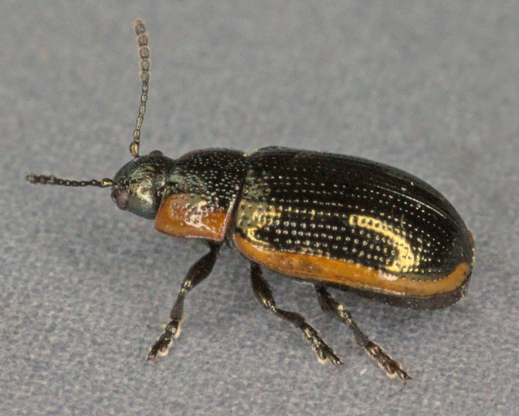 Prasocuris marginella