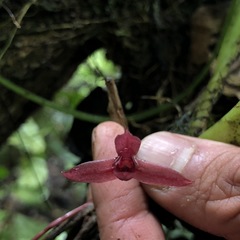 Maxillaria bicallosa