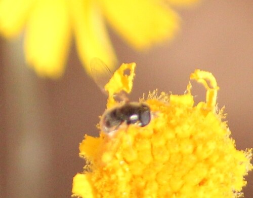 Unknown species found near Rancho Oakey, Las Vegas, NV, USA