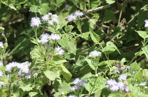 Tamaulipa azurea, photograph 2