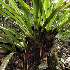 Maxillaria bicallosa