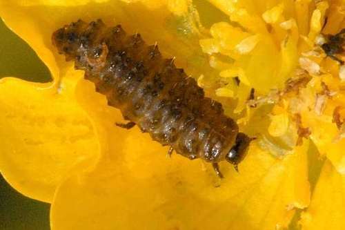 Prasocuris marginella