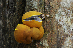Scleroderma sinnamariense