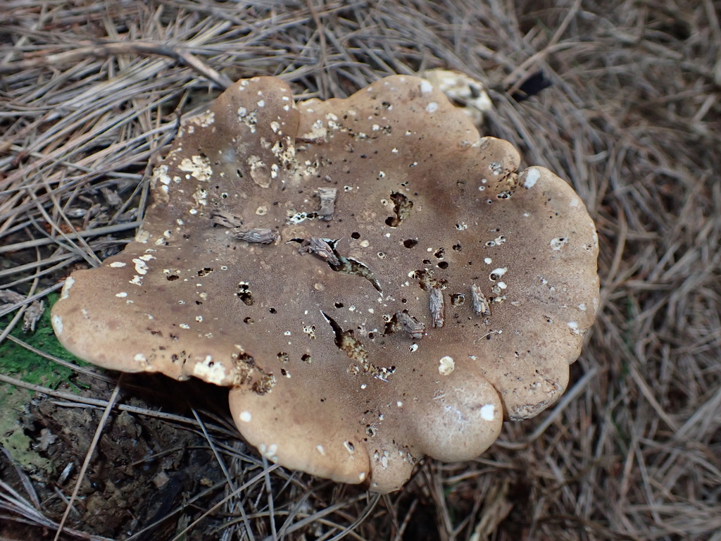 Tapinella atrotomentosa · March 2026 · photo: © rayjackson (iNaturalist, cc-by)