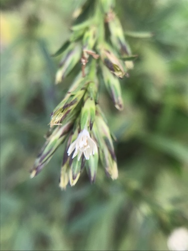Pseudelephantopus spicatus