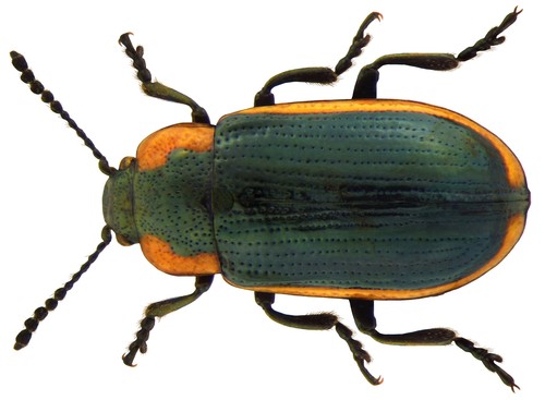 Prasocuris marginella