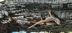 Anolis caceresae